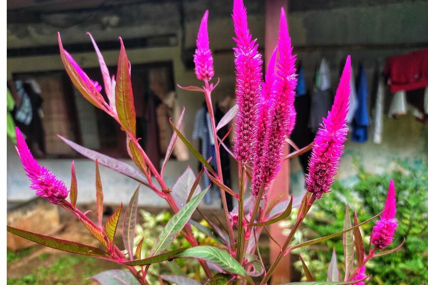 lidiya agustina lidiya/istockphoto.com