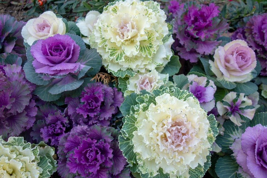 Aoi190/Shutterstock.com