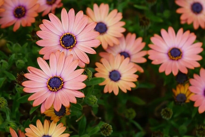 植えっぱなしOK！毎年秋に花咲く《ローメンテな秋植え多年草》3選で「秋のガーデニング計画」