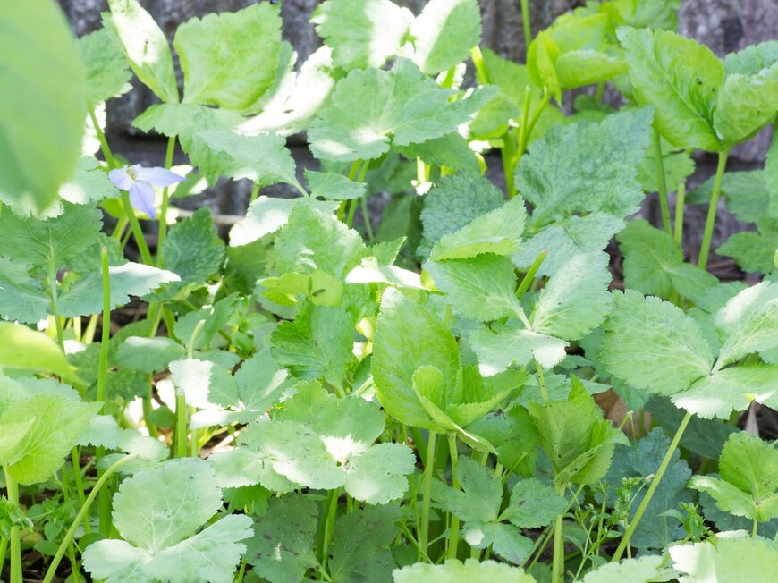 Miyuki Satake/istockphoto.com