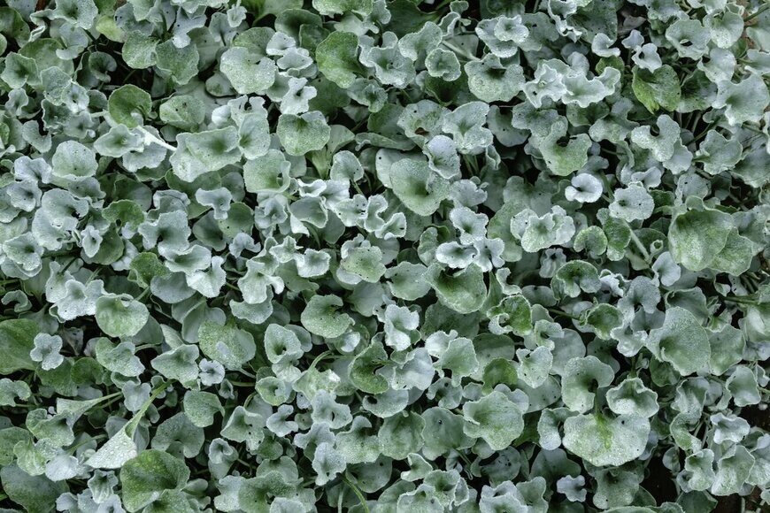 Ken Schulze/Shutterstock.com