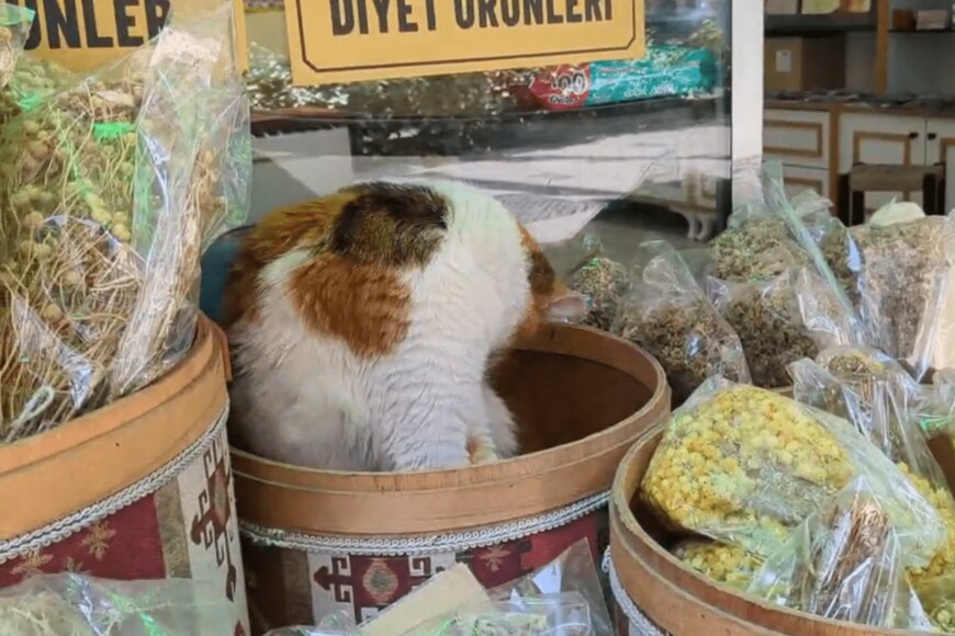 出所：@nekosanpoch