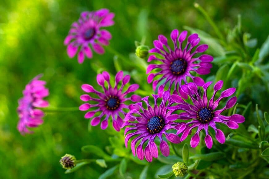 庭に馴染めば「植えっぱなし」で毎年花咲く《春ガーデンの定番花》主役級の多年草3選。寄せ植えにも◎