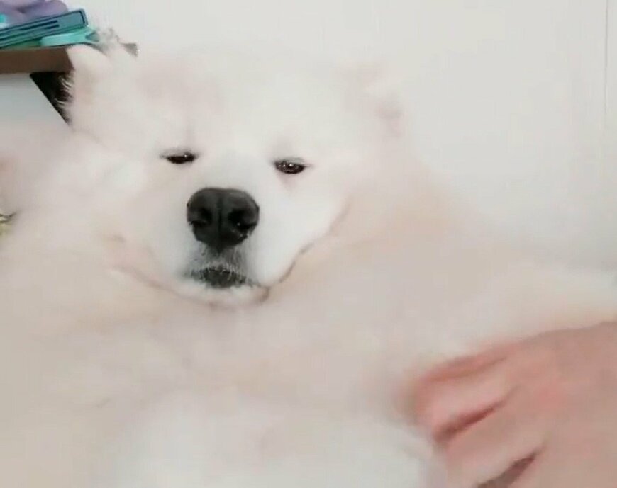 出所：@samoedsoran