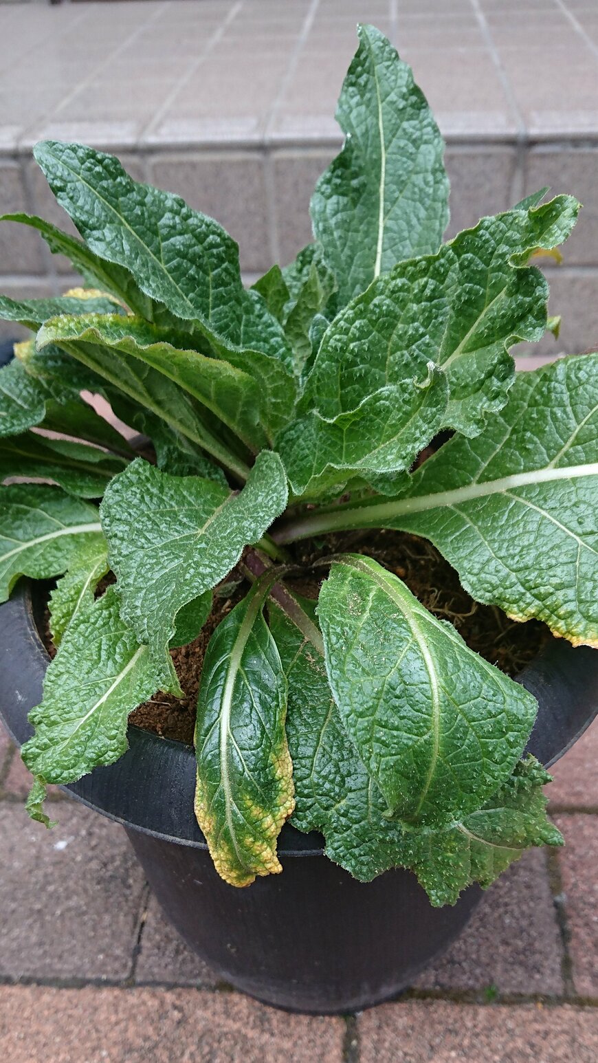 出所：@tidoriasshi