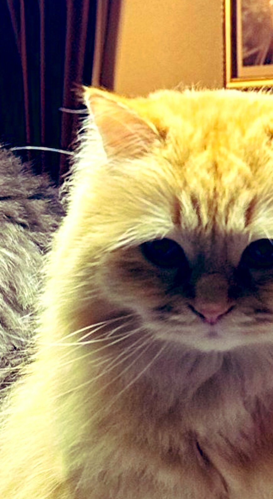 出所：@NEKOLAND13