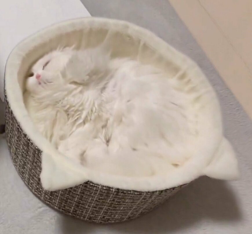 出所：@wataneko_tsuki