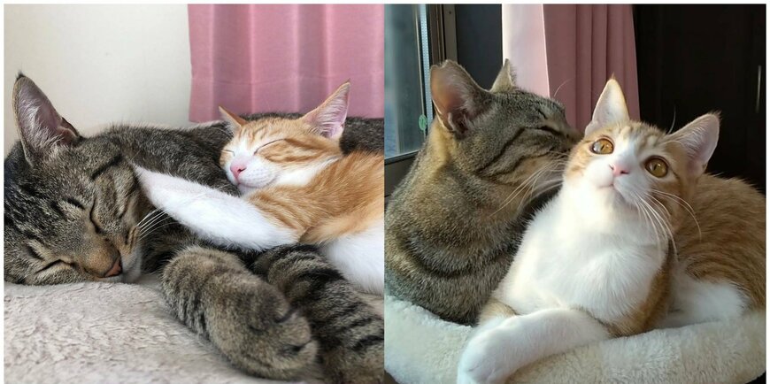 出所：@mero627puri914t