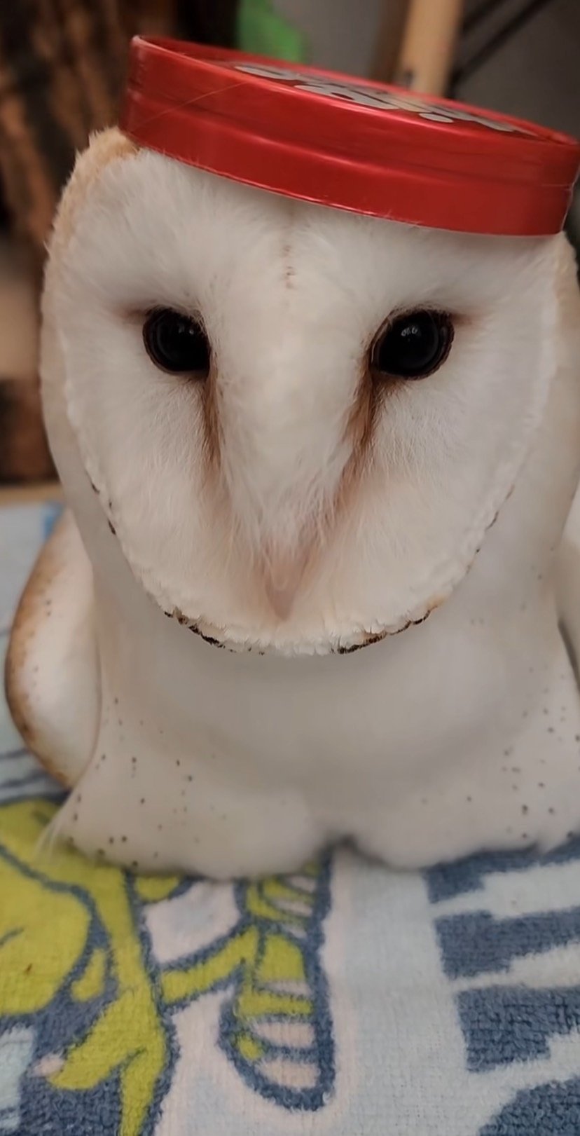 出所：@miki4wan108