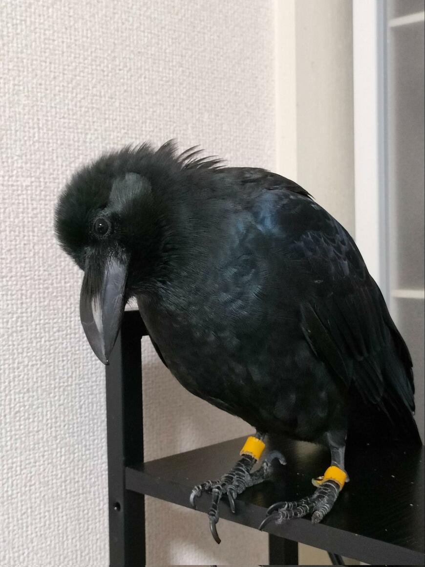 出所：@____MizoRe