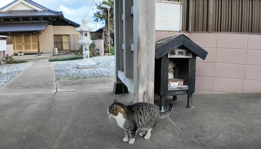 出所：@ImpressedCatVideo