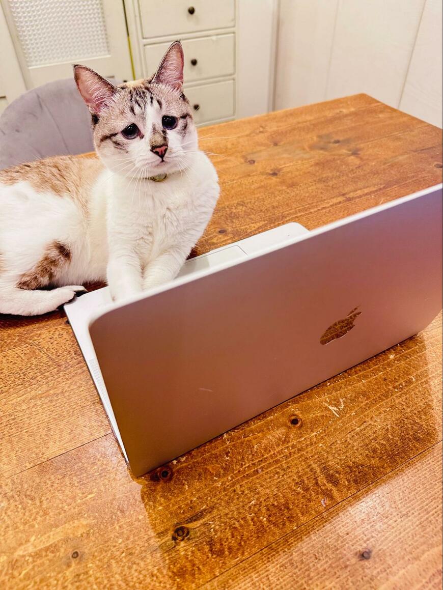 パソコンの前の猫