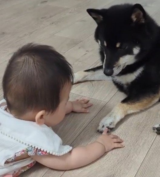 柴犬と赤ちゃん