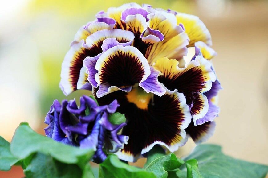 フリルのような花びらが幾重にも重なっているドラキュラの花。花びらの色は黄色、黒、白