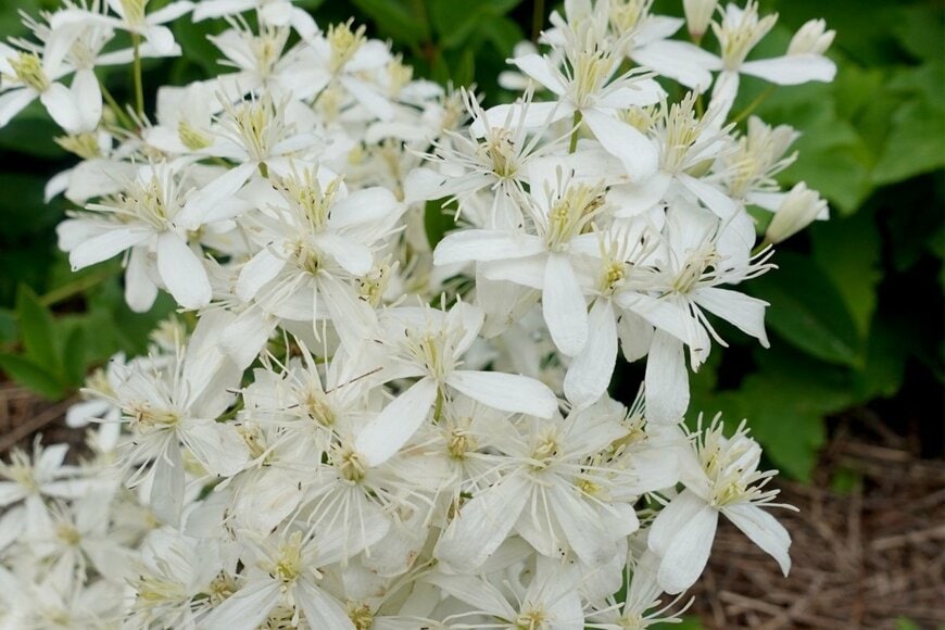 白い花を咲かせている、センニンソウ
