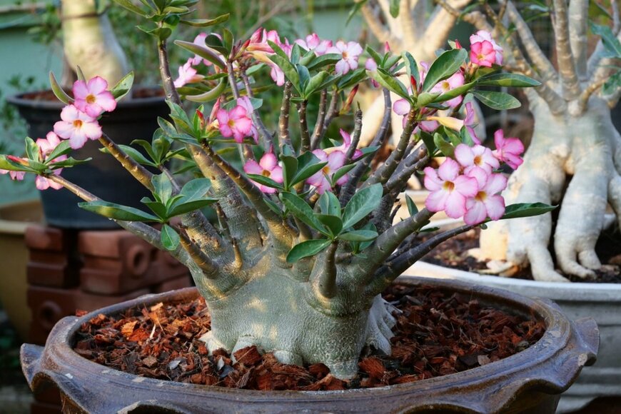 アデニウムの花。色はピンク