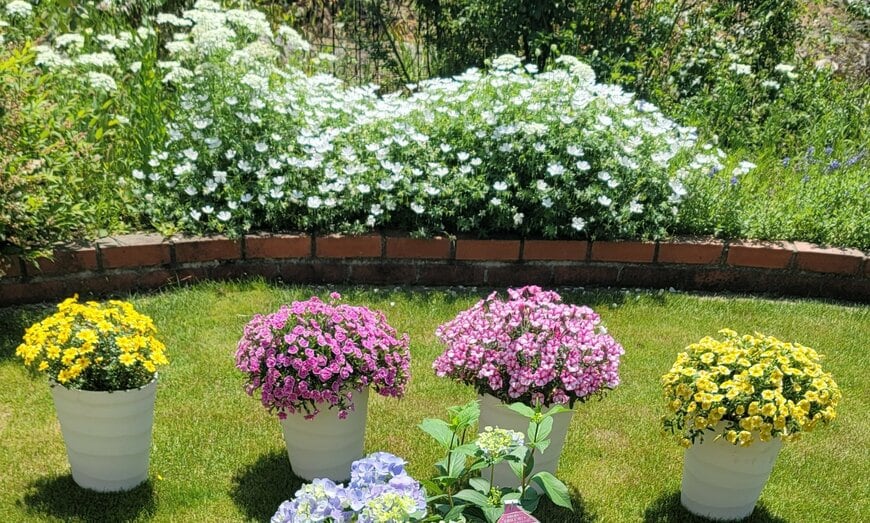 筆者の庭で咲く冬越しした一年草の写真