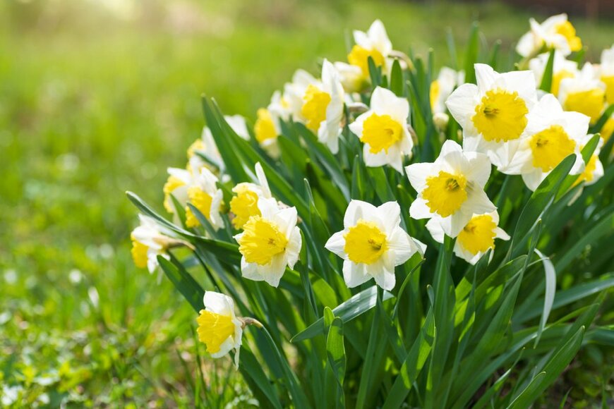 白いスイセンの花。