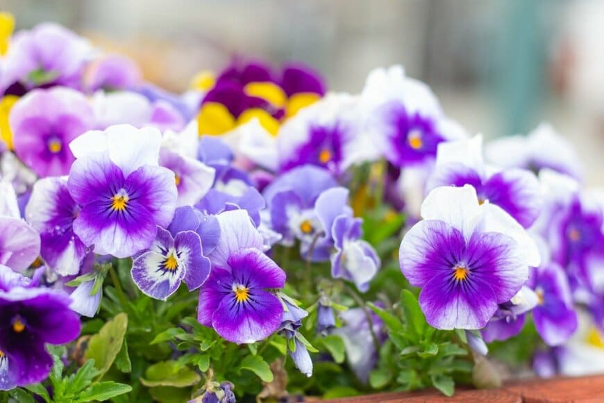 パンジーの花が満開。花びらの色は紫と白で花の中央は黄色