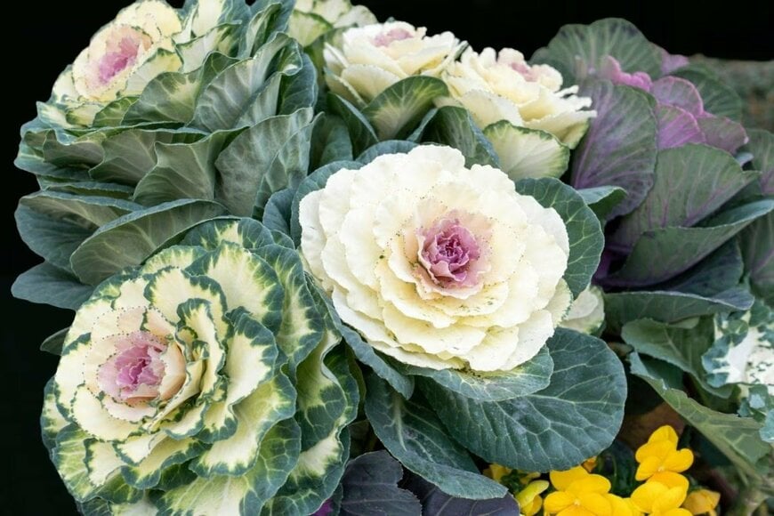 緑色の葉の内側に白い葉が花のように開いているハボタン