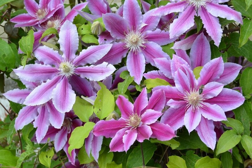 ピンクの花びらに濃い赤色の筋が入っている、ドクターラッペルの花