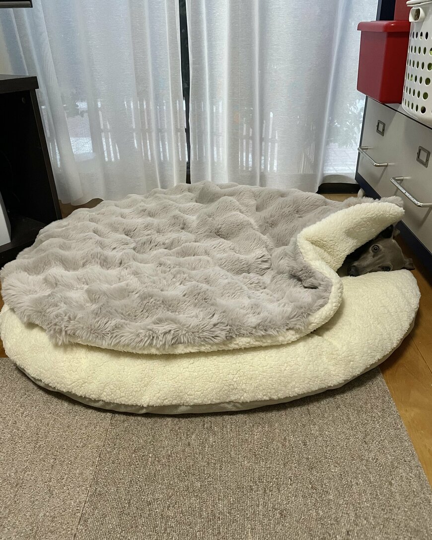 クッションから顔を覗かせる犬