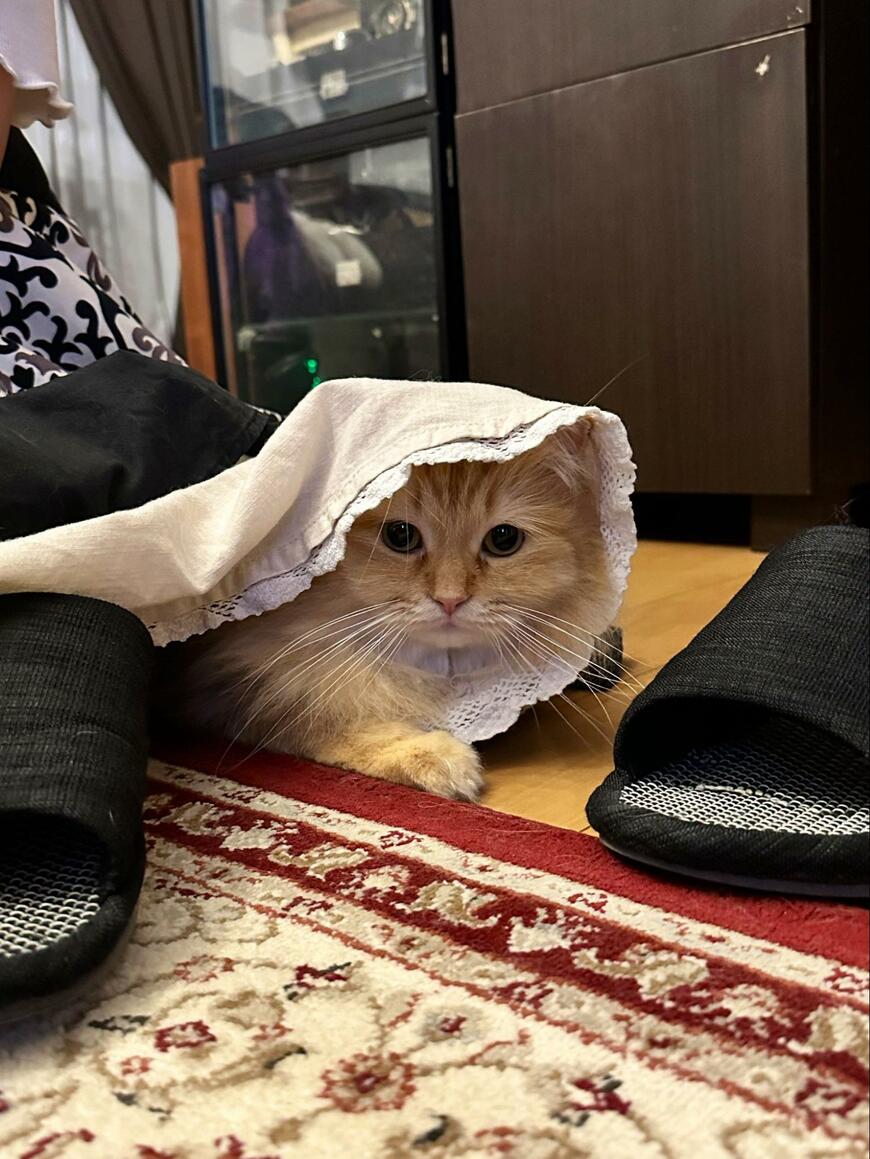 ママのスカートと猫