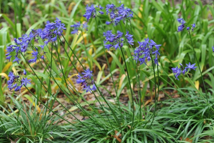 アガパンサスの花。色は青紫