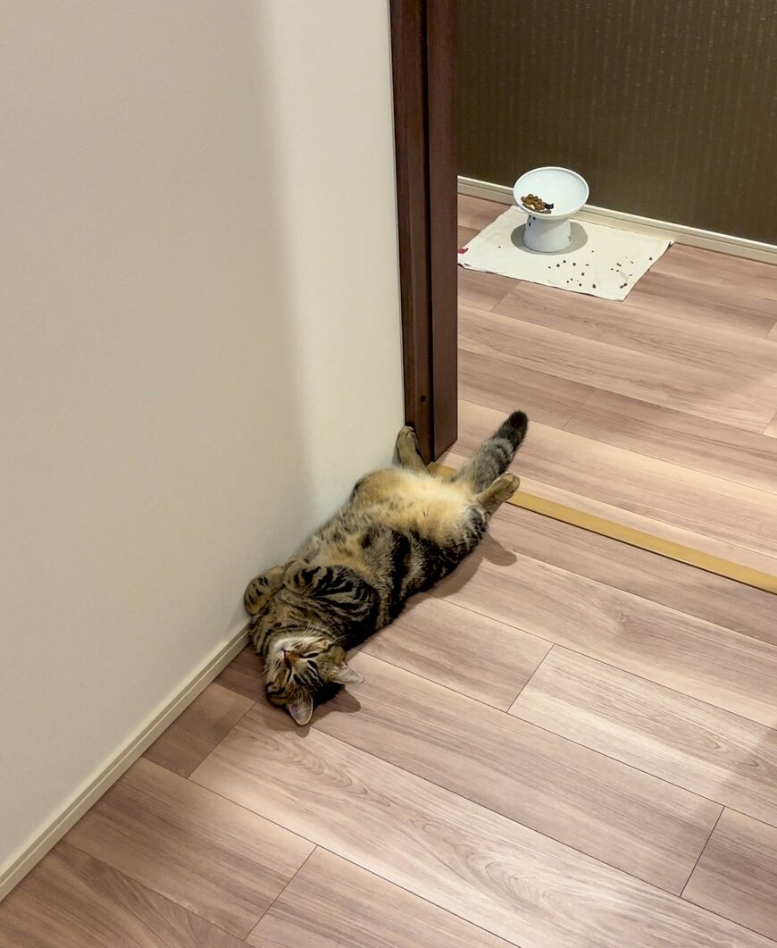 大きくなった猫