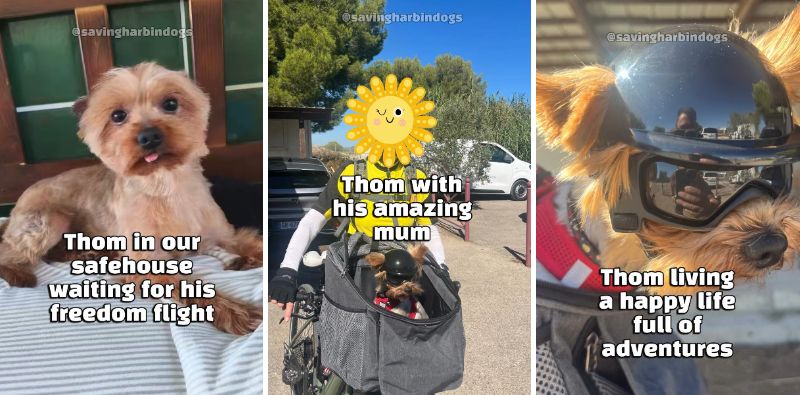 出所：<u><a href="https://www.instagram.com/p/Dc6XH7-vd9P/" target="_blank">@savingharbindogs</a></u>