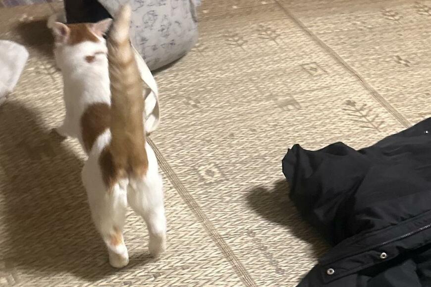 夜中に泣いていた猫