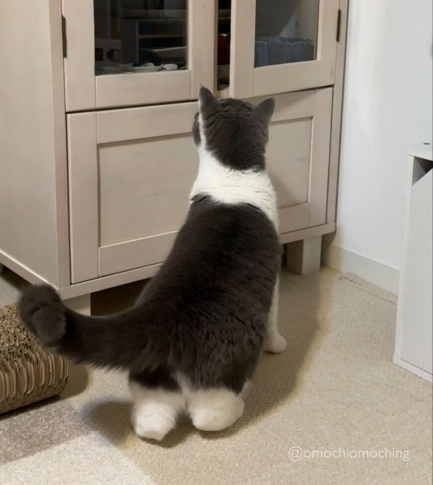 もちもちボディの猫