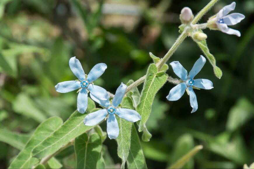淡いブルーの花を咲かせている、ブルースター