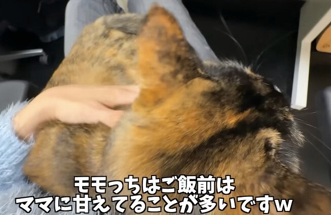 甘える猫