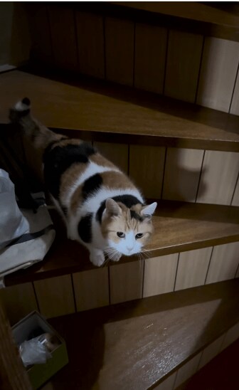 階段に上って即降りる猫