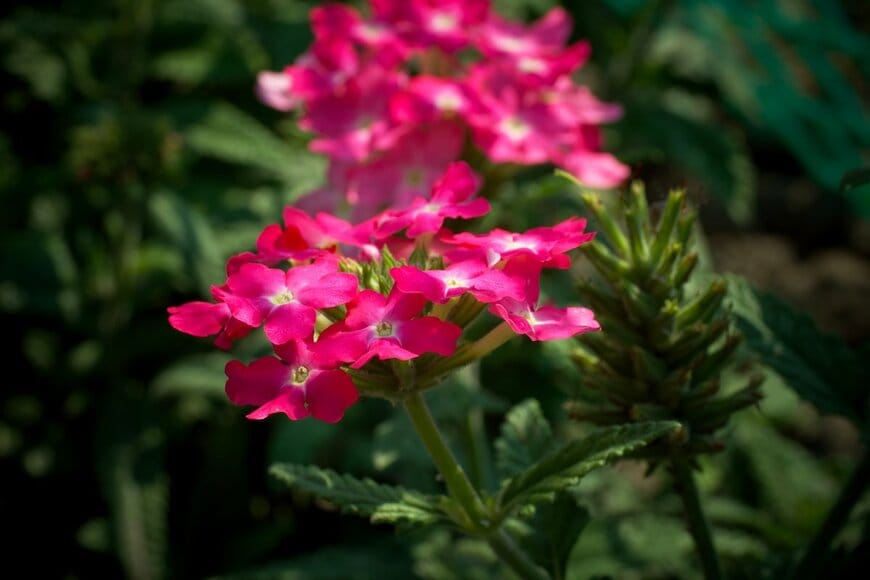 バーベナの花。色は濃いピンク