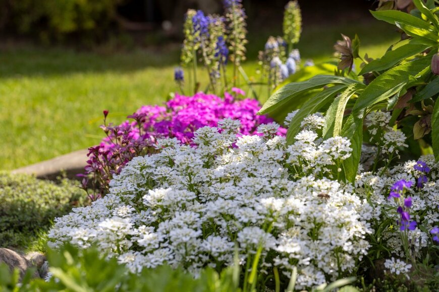 花壇の手前に植えられたイベリスの花が満開。