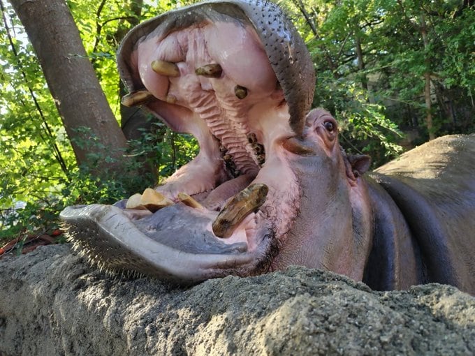 神戸市立王子動物園