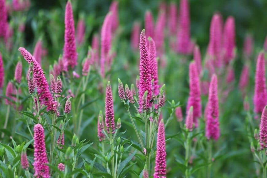 ピンクの花を咲かせている、ベロニカ