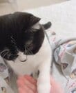おっさんみたいな猫におやつチャレンジしたら→まさかの方法を見出し笑いが巻き起こる