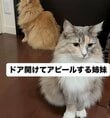 ドアを開けてほしい姉妹猫を隠し撮りすると……「可愛い顔」と「キレ顔」で迫るアピール合戦が勃発