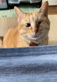 ママのお膝が大好きな保護猫さん　「強引」だけど嬉しそうな行動がほほえましい