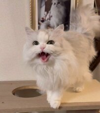 猫に「おて」と言ってみたら　かわいすぎる展開に反響