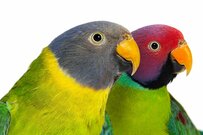 「やめてほしいんですけど…」インコの予想外すぎるイタズラに驚愕