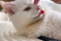 「舌出てるよ」「ありがとニャ」元捨て猫さんの大サービスに反響