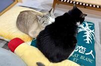 【癒やし】「猫が猫吸い」可愛いしかない　多頭飼いでしか見られないほっこりショットにXユーザー悶絶