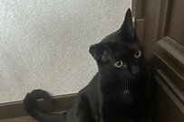 普段はかわいい黒猫→抱っこ中に見せたオラついた姿に思わず目を疑う