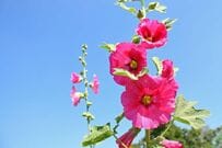 【暑さと西日に強い花】植えっぱなしで夏庭を鮮やかに彩る！梅雨前に植えたい《宿根草》3選