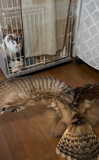 【人見知り？なフクロウ】猫さんが話しかけると威嚇？距離感が面白い！