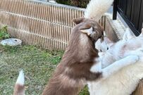 子犬から「右ストレート」を食らったハスキー犬　コントのような光景に「表情が良すぎる」